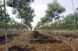 Lâm Đồng chú trọng phát triển cây cao su